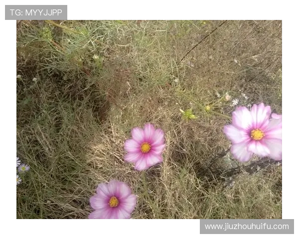 河北快三中奖技巧分享,专家教你如何提高中奖率 河北快三中奖技巧分享,专家教你如何提高中奖率